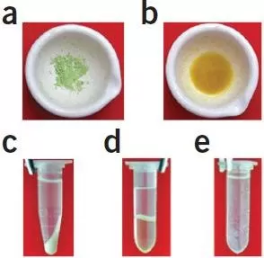 Figure 2. Comparison of the TCA (Trichloroacetic Acid)-acetone precipitation method and phenol extraction method for the same sample.